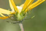 Florida false sunflower